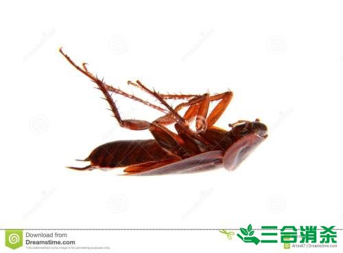 除蟑螂灭蟑螂的方法 如何消灭蟑螂,怎么样灭除蟑螂