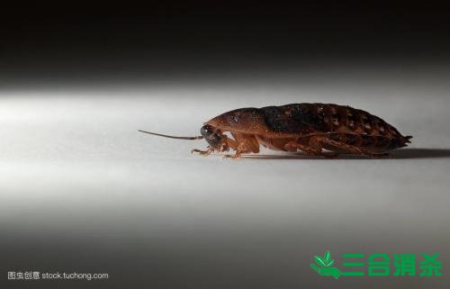 除蟑螂灭蟑螂的方法 如何消灭蟑螂,怎么样灭除蟑螂