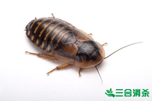 除蟑螂灭蟑螂的方法 如何消灭蟑螂,怎么样灭除蟑螂
