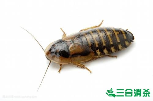 除蟑螂灭蟑螂的方法 如何消灭蟑螂,怎么样灭除蟑螂