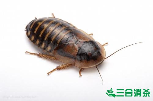 除蟑螂灭蟑螂的方法 如何消灭蟑螂,怎么样灭除蟑螂