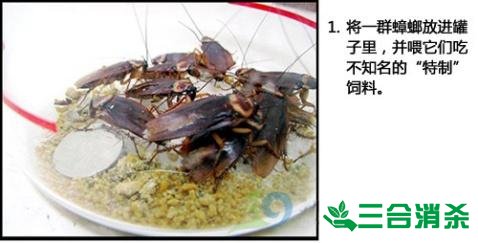 除蟑螂灭蟑螂的方法 如何消灭蟑螂,怎么样灭除蟑螂