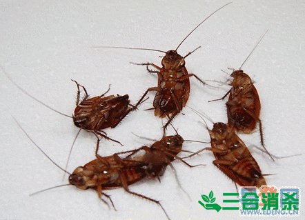 除蟑螂灭蟑螂的方法 如何消灭蟑螂,怎么样灭除蟑螂