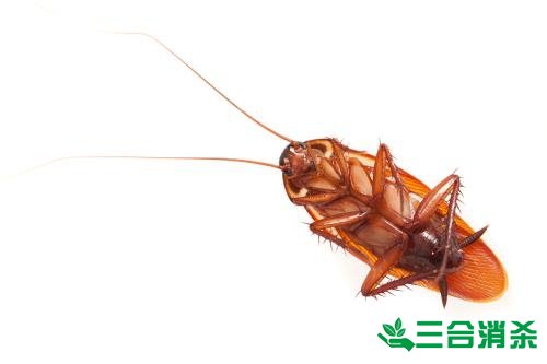 除蟑螂灭蟑螂的方法 如何消灭蟑螂,怎么样灭除蟑螂