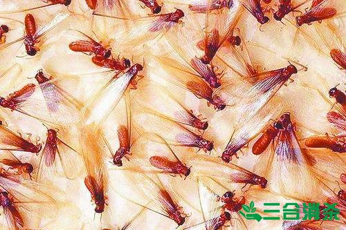 防治白蚁,白蚁防治方法 白蚁怎么治,怎么防治白蚁方法