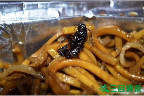 除蟑螂灭蟑螂的方法 如何消灭蟑螂,怎么样灭除蟑螂