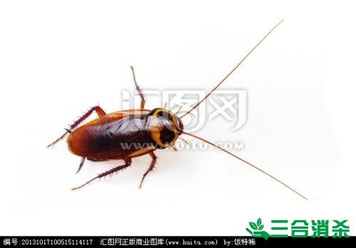 除蟑螂灭蟑螂的方法 如何消灭蟑螂,怎么样灭除蟑螂