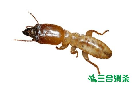 防治白蚁,白蚁防治方法 白蚁怎么治,怎么防治白蚁方法