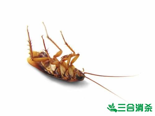 除蟑螂灭蟑螂的方法 如何消灭蟑螂,怎么样灭除蟑螂