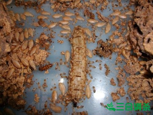 防治白蚁,白蚁防治方法 白蚁怎么治,怎么防治白蚁方法