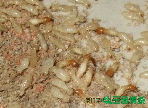 防治白蚁,白蚁防治方法 白蚁怎么治,怎么防治白蚁方法