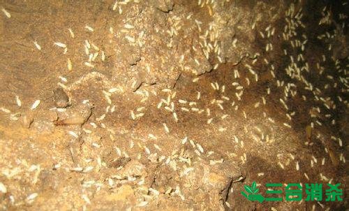 防治白蚁,白蚁防治方法 白蚁怎么治,怎么防治白蚁方法