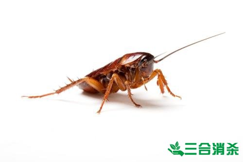 除蟑螂灭蟑螂的方法 如何消灭蟑螂,怎么样灭除蟑螂