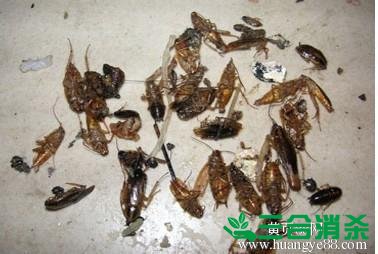 除蟑螂灭蟑螂的方法 如何消灭蟑螂,怎么样灭除蟑螂