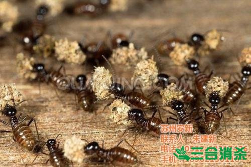 防治白蚁,白蚁防治方法 白蚁怎么治,怎么防治白蚁方法