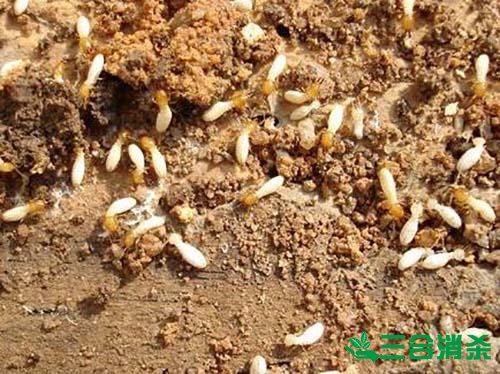 防治白蚁,白蚁防治方法 白蚁怎么治,怎么防治白蚁方法