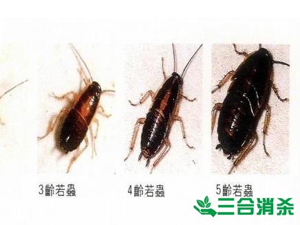 除蟑螂灭蟑螂的方法 如何消灭蟑螂,怎么样灭除蟑螂