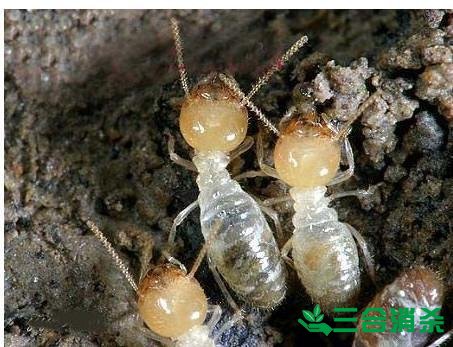 防治白蚁,白蚁防治方法 白蚁怎么治,怎么防治白蚁方法