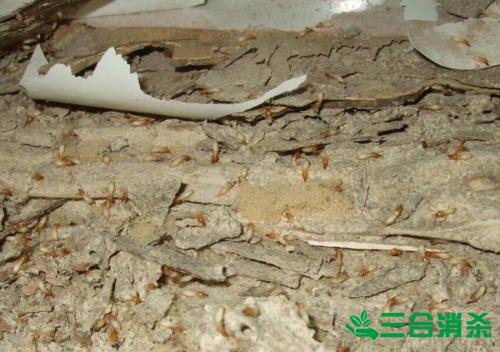 防治白蚁,白蚁防治方法 白蚁怎么治,怎么防治白蚁方法