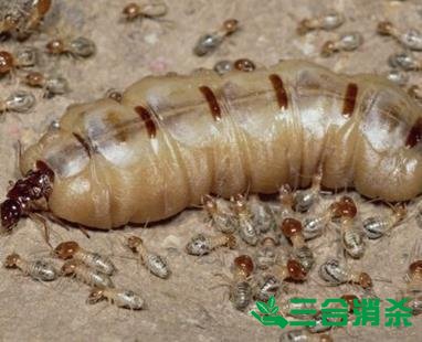 防治白蚁,白蚁防治方法 白蚁怎么治,怎么防治白蚁方法