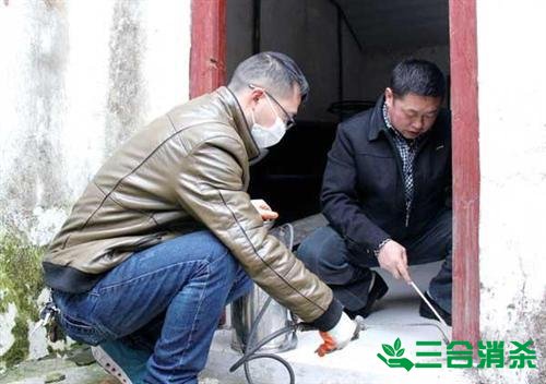 防治白蚁,白蚁防治方法 白蚁怎么治,怎么防治白蚁方法