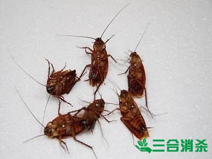 家里有蟑螂怎么办,蟑螂怎么消灭 杀蟑螂公司怎么样灭蟑螂