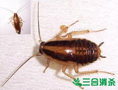 家里有蟑螂怎么办,蟑螂怎么消灭 杀蟑螂公司怎么样灭蟑螂