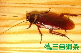 家里有蟑螂怎么办,蟑螂怎么消灭 杀蟑螂公司怎么样灭蟑螂