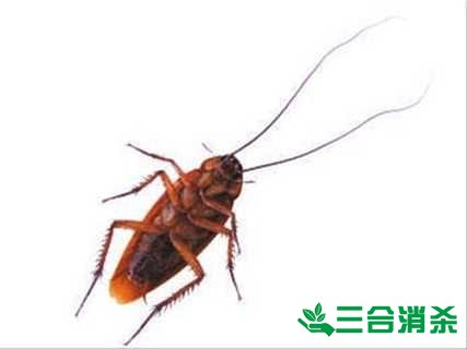 家里有蟑螂怎么办,蟑螂怎么消灭 杀蟑螂公司怎么样灭蟑螂