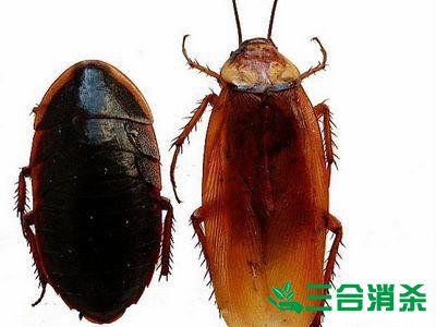 家里有蟑螂怎么办,蟑螂怎么消灭 杀蟑螂公司怎么样灭蟑螂