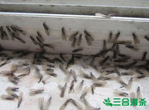 防治白蚁,白蚁防治方法 白蚁怎么治,白蚁防治方法