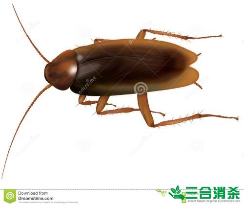 家里有蟑螂怎么办,蟑螂怎么消灭 杀蟑螂公司怎么样灭蟑螂