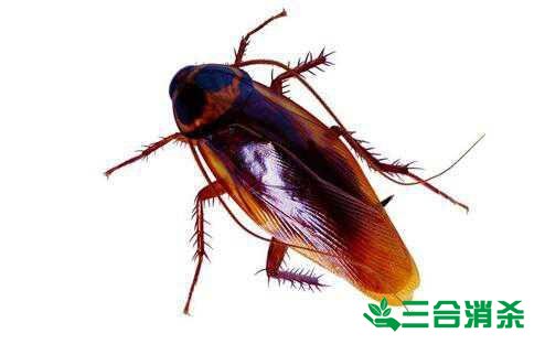 家里有蟑螂怎么办,蟑螂怎么消灭 杀蟑螂公司怎么样灭蟑螂