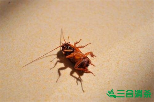 家里有蟑螂怎么办,蟑螂怎么消灭 杀蟑螂公司怎么样灭蟑螂