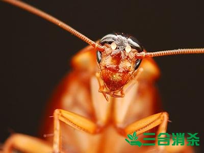 家里有蟑螂怎么办,蟑螂怎么消灭 杀蟑螂公司怎么样灭蟑螂