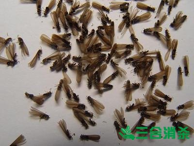 防治白蚁,白蚁防治方法 白蚁怎么治,白蚁防治方法