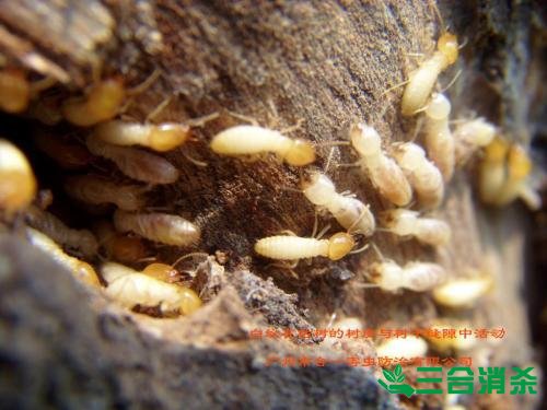 防治白蚁,白蚁防治方法 白蚁怎么治,白蚁防治方法