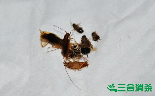 家里有蟑螂怎么办,蟑螂怎么消灭 杀蟑螂公司怎么样灭蟑螂