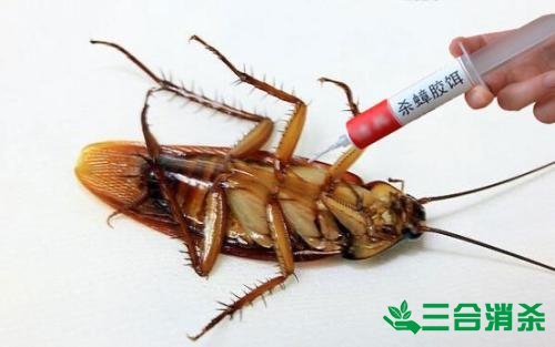 杀蟑螂公司怎么样灭蟑螂