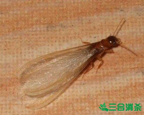防治白蚁,白蚁防治方法 白蚁怎么治,白蚁防治方法