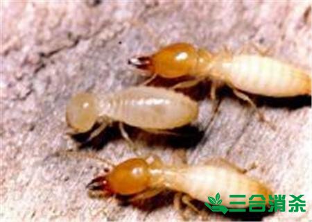 防治白蚁,白蚁防治方法 白蚁怎么治,白蚁防治方法