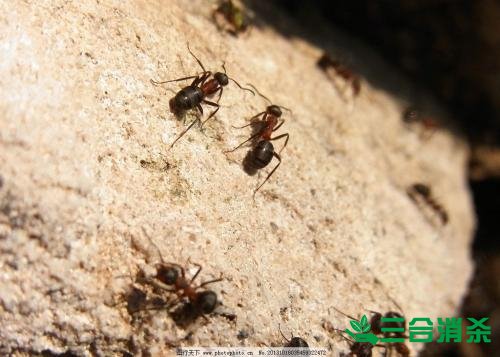 防治白蚁,白蚁防治方法 白蚁怎么治,白蚁防治方法