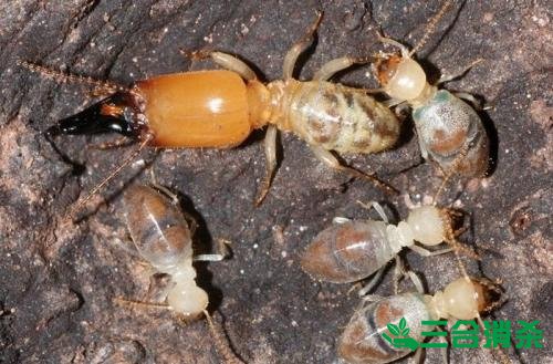 防治白蚁,白蚁防治方法 白蚁怎么治,白蚁防治方法