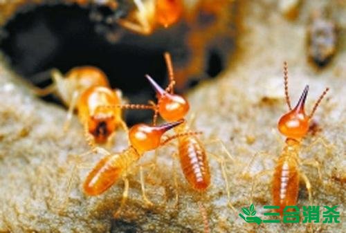 防治白蚁,白蚁防治方法 白蚁怎么治,白蚁防治方法