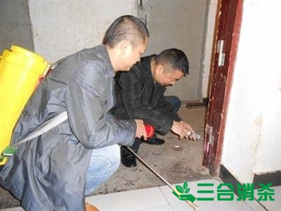 防治白蚁,白蚁防治方法 白蚁怎么治,白蚁防治方法