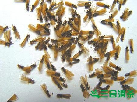 防治白蚁,白蚁防治方法 白蚁怎么治,白蚁防治方法