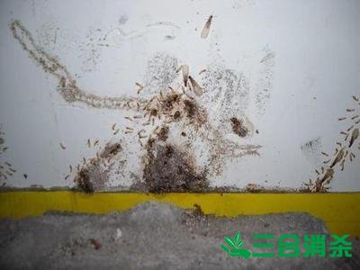 防治白蚁,白蚁防治方法 白蚁怎么治,白蚁防治方法
