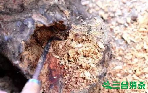 防治白蚁,白蚁防治方法 白蚁怎么治,白蚁防治方法