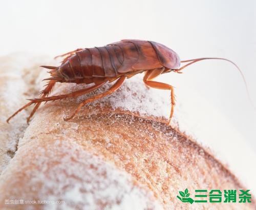 家里有蟑螂怎么办,蟑螂怎么消灭 杀蟑螂公司怎么样灭蟑螂