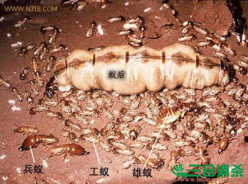 防治白蚁,白蚁防治方法 白蚁怎么治,白蚁防治方法